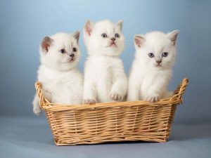 Mơ thấy mèo trắng mang ý nghĩa điềm báo gì? Đánh số mấy?